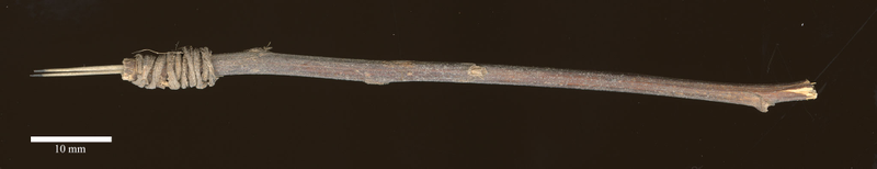 Illustration for article titled 2,000-Year-Old Tattoo Tool Found in a Washington Storage Closet